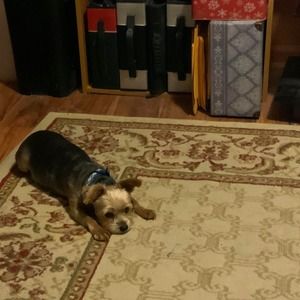 Meet your Posher, Dot